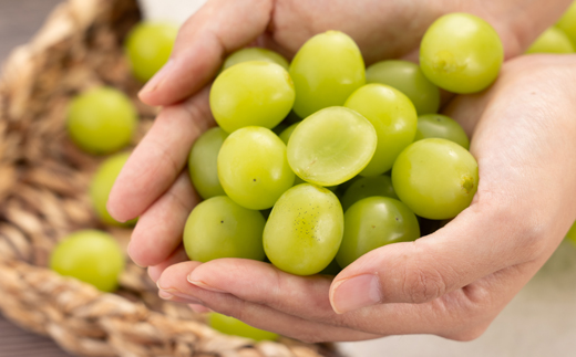 ãèš³ãããã·ã£ã€ã³ãã¹ã«ãã 2Kgãé
éäžå¯å°åïŒé¢å³¶ãã1631232ã