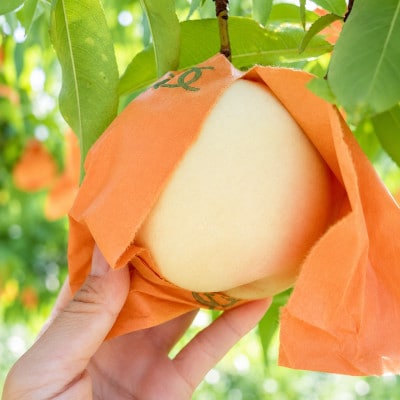 【先行予約】岡山の白桃・約2kg(5〜9玉)7月下旬頃から9月上旬頃順次発送予定【配送不可地域：離島】【1742410】