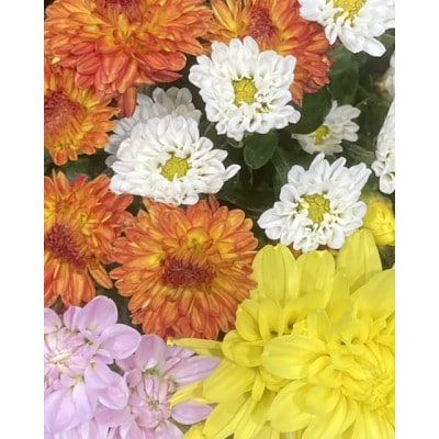 武蔵　ガーデンマムセット12ポット【配送不可地域：離島・北海道・沖縄県】【1624914】