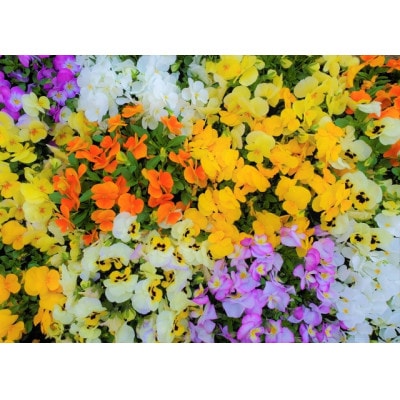 è¿æ¥çšãè±èã»ãã20ããããé
éäžå¯å°åïŒé¢å³¶ã»åæµ·éã»æ²çžçãã1625220ã