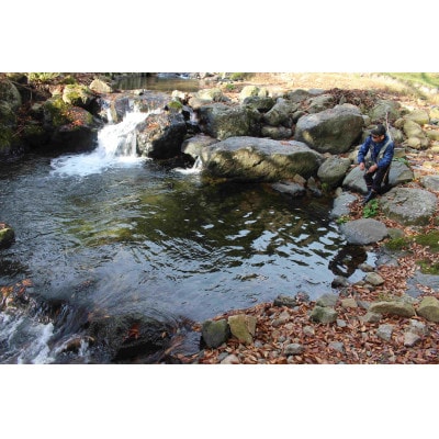 渓流釣り体験【大人1名 入場回数券】【1672840】