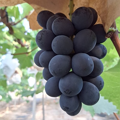 岡山ççŸäœåžç£ããã¬ãããŒãã«ã2kg(4ã5æ¿)ãé
éäžå¯å°åïŒé¢å³¶ã»åæµ·éã»æ²çžçãã1652462ã