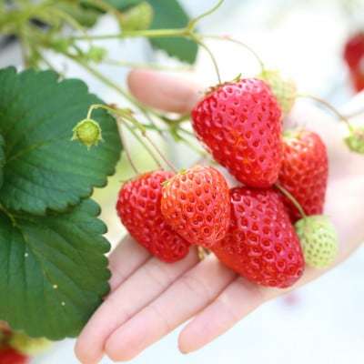 ã什å7幎ç£ã粟米ããã¬ããã5kg&ãã¡ãè©°åã(çŽ280gÃ2ããã¯)ãé
éäžå¯å°åïŒé¢å³¶ã»åæµ·éã»æ²çžçãã1676469ã