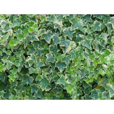 繧ォ繝シ繝阪シ繧キ繝ァ繝ウ繧剃スソ縺」縺溷ッ縺帶、阪∴繝悶Μ繧ュ驩「縲宣埼∽ク榊庄蝨ー蝓滂シ夐屬蟲カ繝サ蛹玲オキ驕薙サ豐也ク逵後代1625251縲