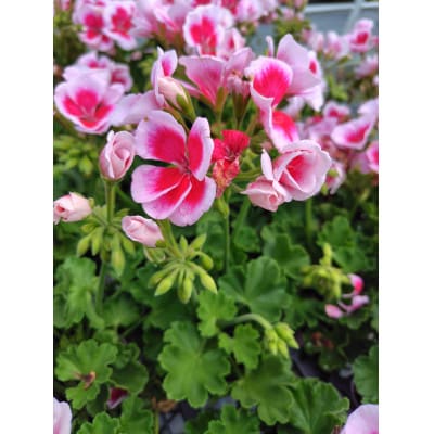 繧ォ繝シ繝阪シ繧キ繝ァ繝ウ繧剃スソ縺」縺溷ッ縺帶、阪∴繝悶Μ繧ュ驩「縲宣埼∽ク榊庄蝨ー蝓滂シ夐屬蟲カ繝サ蛹玲オキ驕薙サ豐也ク逵後代1625251縲