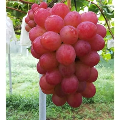 【2026年先行受付】パリッと皮ごと食べられるマスカットビオレ1.3kg【配送不可地域：離島】【1073055】