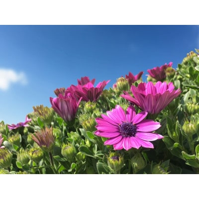 早春を飾る花苗セット【3月発送】12ポット【配送不可地域：離島・北海道・沖縄県】【1625231】