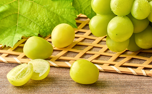 2026幎å
è¡åä»ãçŸäœåžç£ã·ã£ã€ã³ãã¹ã«ãã650gååŸã1æ¿ãé
éäžå¯å°åïŒé¢å³¶ã»åæµ·éã»æ²çžçãã1295227ã