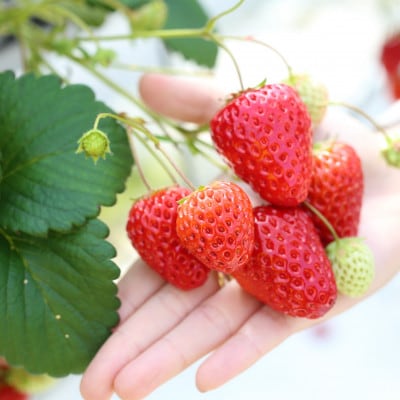 ã什å7幎ç£ã粟米ããã¬ããã2kg&ãã¡ãè©°åã(çŽ280gÃ4ããã¯)ãé
éäžå¯å°åïŒé¢å³¶ã»åæµ·éã»æ²çžçãã1676470ã