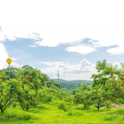 【先行予約★2026年9月中旬より順次発送予定】岡山県産　黄金桃(2kg箱)【配送不可地域：離島・北海道・沖縄県】【1667464】