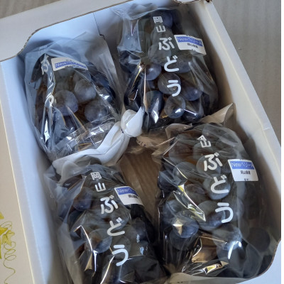 2026年先行受付　美作市産　ニューベリーA　約4kg(7〜10房)【配送不可地域：離島・北海道・沖縄県】【1477225】