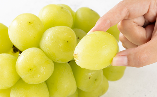 2026幎å
è¡äºçŽãéå®ã1æ¿ã1ãããé
éäžå¯å°åïŒé¢å³¶ãã1616174ã