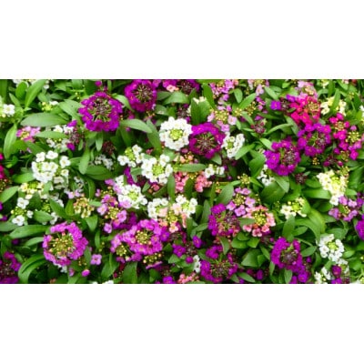 早春を飾る花苗セット【3月発送】12ポット【配送不可地域：離島・北海道・沖縄県】【1625231】