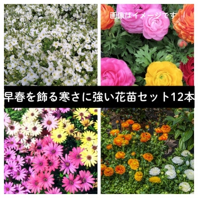 早春を飾る花苗セット【3月発送】12ポット【配送不可地域：離島・北海道・沖縄県】【1625231】