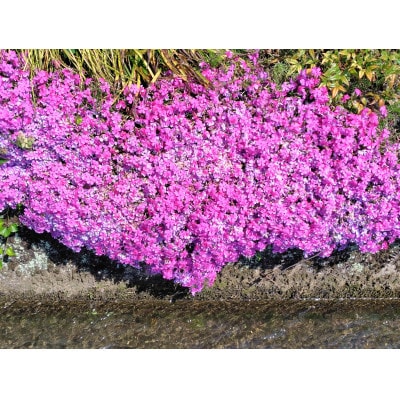 武蔵シバザクラセット【配送不可地域：離島・北海道・沖縄県】【1624811】