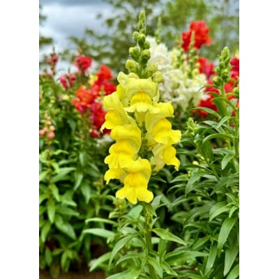 è¿æ¥çšãè±èã»ãã20ããããé
éäžå¯å°åïŒé¢å³¶ã»åæµ·éã»æ²çžçãã1625220ã