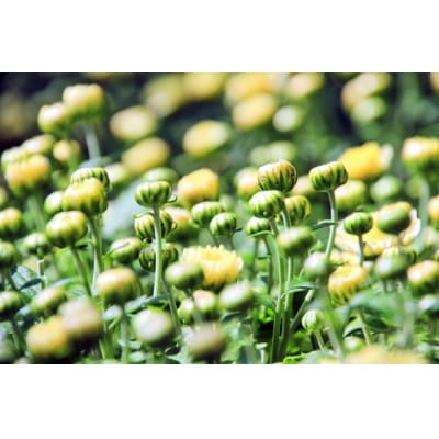 武蔵　ガーデンマムセット12ポット【配送不可地域：離島・北海道・沖縄県】【1624914】