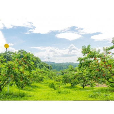 【2026年7月中旬より順次発送予定】岡山の桃　品種おまかせ　2kg箱(約6〜9玉入り)【配送不可地域：離島・北海道・沖縄県】【1714409】