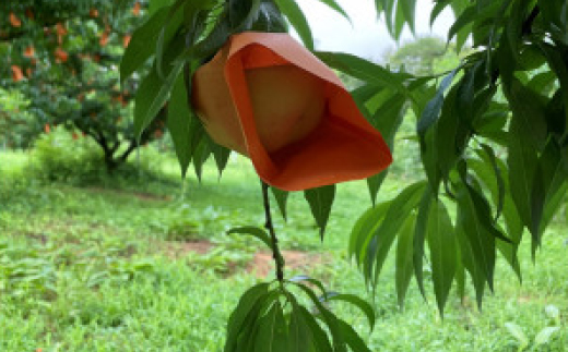 【先行予約・2026年7月下旬頃発送】とろける果肉とたっぷり果汁の岡山の白桃・清水白桃(2kg箱)【配送不可地域：離島】【1294295】