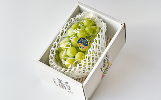 2026幎å
è¡åä»ãçŸäœåžç£ã·ã£ã€ã³ãã¹ã«ãã650gååŸã1æ¿ãé
éäžå¯å°åïŒé¢å³¶ã»åæµ·éã»æ²çžçãã1295227ã