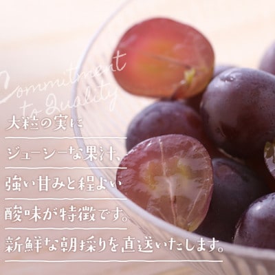 朝採りシャインマスカット&ニューピオーネ　計2kg【配送不可地域：離島・北海道・沖縄県】【1632467】