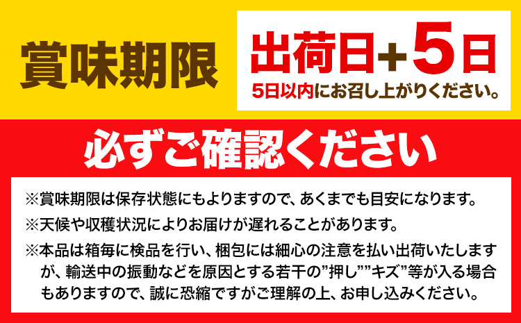 シャインマスカット 晴王 岡山県産 定期便 2ヶ月 9月・10月発送 [2025年先行予約]《9月中旬-10月末頃出荷(土日祝除く)》1房 650g ハレノスイーツ 岡山中央卸売市場店 岡山県 浅口市 【配送不可地域あり】