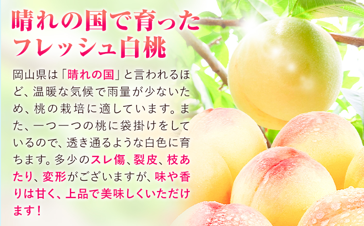 【令和8年度先行予約】訳あり 白桃 桃 1.3kg ハレノフルーツ（犬塚農園） 《2026年6月末-8月中旬頃出荷》岡山県 浅口市 フルーツ モモ 果物 青果 旬 おかやま夢白桃 白麗 白鳳 清水白桃 なつごころ 加納岩白桃 ご家庭用【配送不可地域あり】（北海道・沖縄・離島）