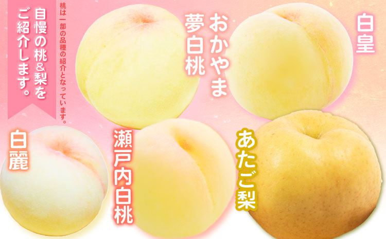 【2026年先行予約】定期便5回コース マスカット・オブ・アレキサンドリア 1房 岡山の白桃 6玉 ニューピオーネ 1房 瀬戸ジャイアンツ 1房 シャインマスカット 晴王 2房 あたご梨 2玉 株式会社山博(中本青果) 《2026年7月上旬-11月下旬頃出荷》岡山県 浅口市 【配送不可地域あり】（北海道・沖縄・離島）a-7