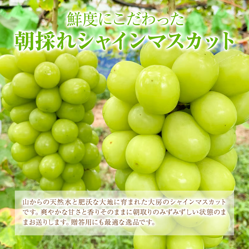 シャインマスカット 約2kg (3-4房)【配送不可地域あり】 ぜきお農園《2024年9月下旬-11月中旬頃出荷》マスカット 送料無料 岡山県 浅口市 シャインマスカット ぶどう フルーツ 果物