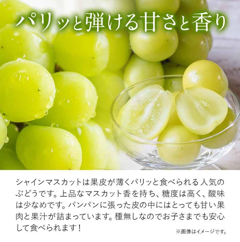 【2025年先行予約】贈答クラス シャイン マスカット 1房 (700g以上) 【配送不可地域あり】（離島） OEC KINGDOMぶどう家 《8月下旬-10月中旬頃出荷》岡山県 浅口市 ぶどう 果物