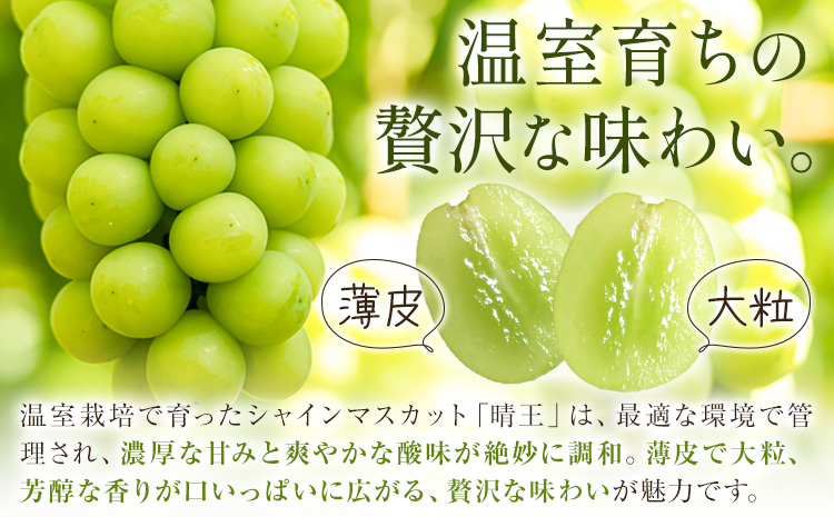 縲2026蟷エ逋コ騾∝郁。御コ育エ縲代す繝」繧、繝ウ繝槭せ繧ォ繝繝 貂ゥ螳、 譎エ邇 2謌ソ(蜷郁ィ育エ1.2kg) 2蝗槭♀螻翫¢ 繧キ繝」繧、繝ウ 繝槭せ繧ォ繝繝医2026蟷エ7譛井クュ譌ャ-8譛井クュ譌ャ鬆蜃コ闕キ縲区匐繝ャ荵髱呈棡縲(蟯。螻ア荳ュ螟ョ蜊ク螢イ蟶ょエ蠎(蟇悟」ォ邏吝キ・ 譛蛾剞莨夂、セ)) 騾∵侭辟。譁 蟯。螻ア逵 豬蜿」蟶 繝輔Ν繝シ繝 譫懃黄 蟯。螻ア逵檎肇縲宣埼∽ク榊庄蝨ー蝓溘≠繧翫