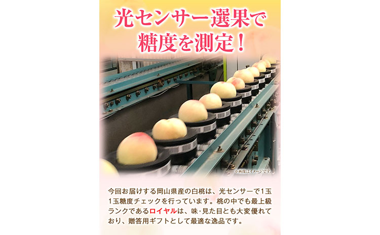 【2025年出荷先行予約】岡山の白桃 等級 ロイヤル 約1.5kg(5〜6玉) 清水白桃 おかやま夢白桃 白鳳 白麗 なつおとめ 晴れの国 岡山農業協同組合 鴨方支店 《2025年7月上旬-8月下旬頃出荷》岡山県 浅口市 岡山県産 白桃 桃 もも 果物 フルーツ ギフト ご贈答 送料無料【配送不可地域あり】（北海道・沖縄・離島）