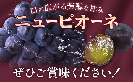 【先行予約】ニューピオーネ 2房(1房500g前後) たけまさぶどう園 《7月中旬-10月中旬頃出荷》岡山県 浅口市 送料無料 フルーツ 果物 岡山県産 青果物 お取り寄せフルーツ 岡山産 ふるさと納税 ピオーネ 岡山 ふるさと納税 ぶどう 岡山【配送不可地域あり】(離島)