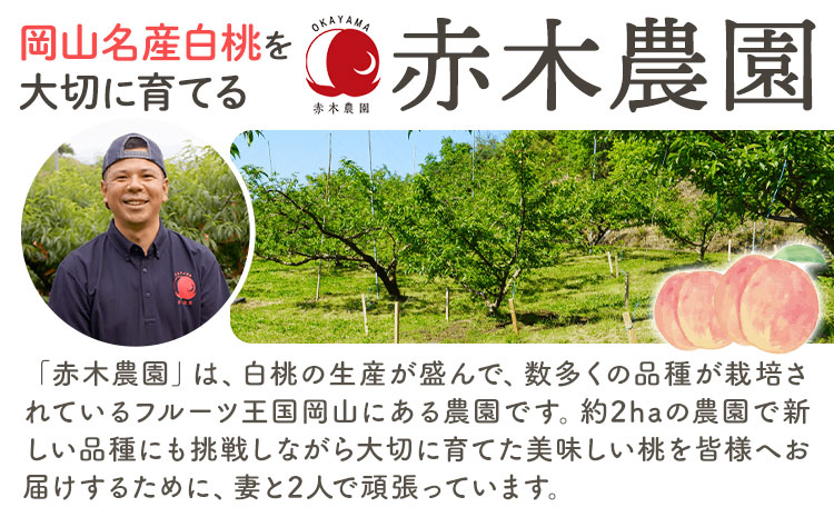 【2025年先行予約】ご家庭用 岡山白桃 約2kg (7~9玉前後) 赤木農園 《2025年7月上旬-8月中旬頃出荷》 岡山県 浅口市 フルーツ モモ 果物 青果 旬 白桃 桃 【配送不可地域あり】