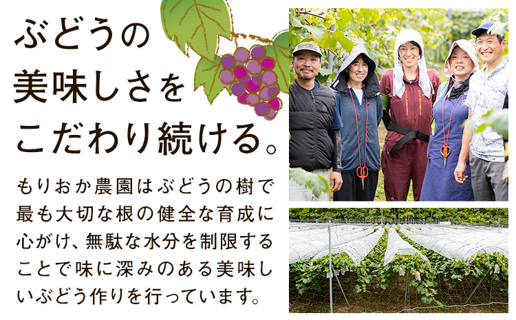 【2026年先行予約】ぶどう ピオーネ 約2kg (3房～5房) もりおか農園《2026年9月上旬-10月上旬頃出荷》岡山県 浅口市 送料無料 ぶどう フルーツ 果物 くだもの デザート おやつ【配送不可地域あり】