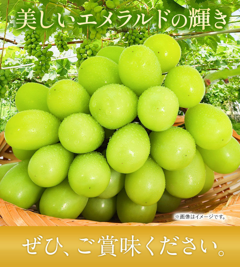 【2025年先行予約】贈答クラス シャイン マスカット 2房 (合計1.3kg以上) 【配送不可地域あり】（離島） OEC KINGDOMぶどう家 《8月下旬-10月中旬頃出荷》岡山県 浅口市 ぶどう 果物