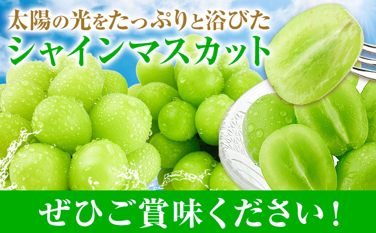 縲2026蟷エ逋コ騾∝郁。御コ育エ縲代す繝」繧、繝ウ繝槭せ繧ォ繝繝 譎エ邇 2繝カ譛 螳壽悄萓ソ 1.3kg(2謌ソ)テ2蝗槭♀螻翫¢ 譛鬮倡エ壼刀 繧キ繝」繧、繝ウ 繝槭せ繧ォ繝繝医2026蟷エ9譛井クュ譌ャ-10譛井クュ譌ャ鬆蜃コ闕キ莠亥ョ壹 譎エ繝ャ荵髱呈棡(蟯。螻ア荳ュ螟ョ蜊ク螢イ蟶ょエ蠎(蟇悟」ォ邏吝キ・譛蛾剞莨夂、セ)) 騾∵侭辟。譁 蟯。螻ア逵 譫懃黄 縲宣埼∽ク榊庄蝨ー蝓溘≠繧翫