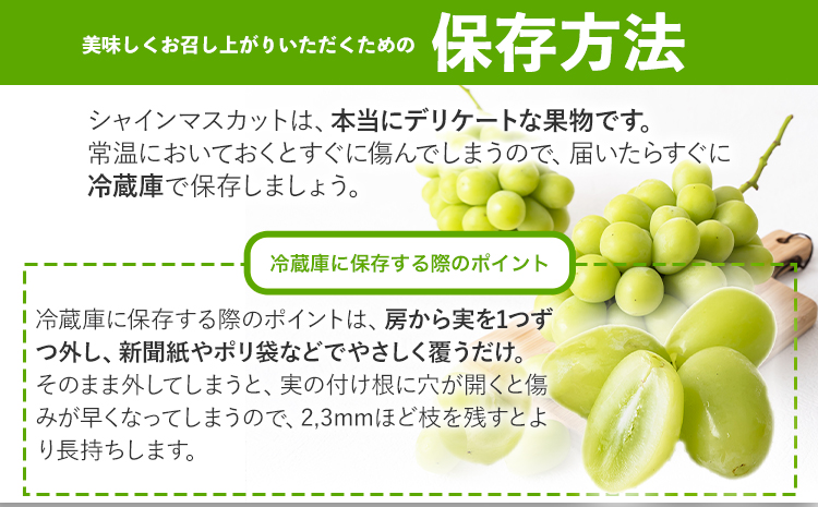 シャインマスカット 約2kg (3-4房)【配送不可地域あり】（北海道・沖縄・離島） 花田青果株式会社《9月上旬-10月末頃出荷》マスカット 送料無料 岡山県 浅口市 シャインマスカット ぶどう フルーツ 果物 贈り物 ギフトst-p