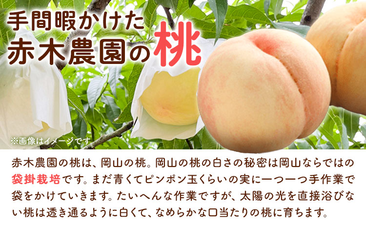 【2025年先行予約】ご家庭用 岡山白桃 約2kg (7~9玉前後) 赤木農園 《2025年7月上旬-8月中旬頃出荷》 岡山県 浅口市 フルーツ モモ 果物 青果 旬 白桃 桃 【配送不可地域あり】