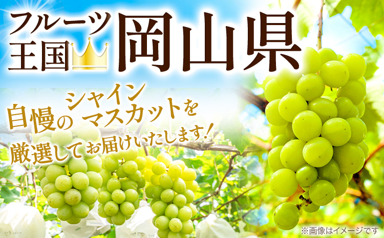 ã2026幎å
è¡äºçŽãã·ã£ã€ã³ãã¹ã«ãã èš³ããçŽ2kg(3-5æ¿)ã2026幎 9æäžæ¬-11æäžæ¬é ã«åºè·ãïœã·ã£ã€ã³ãã¹ã«ãã 人æ°ã·ã£ã€ã³ãã¹ã«ãã 岡山çç£ã·ã£ã€ã³ãã¹ã«ãã ç£å°çŽé ã·ã£ã€ã³ãã¹ã«ãã ããããã·ã£ã€ã³ãã¹ã«ãã ç£å°