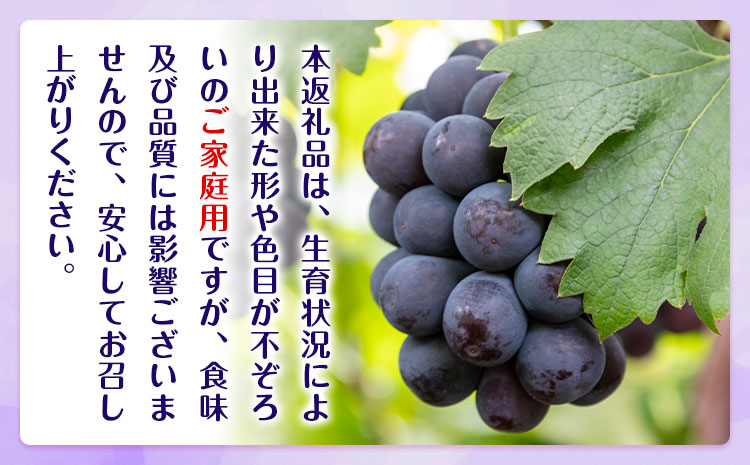 【2026年先行予約】ぶどう ご家庭用 ピオーネ 約5kg (7～13房) もりおか農園《2026年9月上旬-10月上旬頃出荷》岡山県 浅口市 送料無料 ぶどう フルーツ 果物 くだもの デザート おやつ【配送不可地域あり】