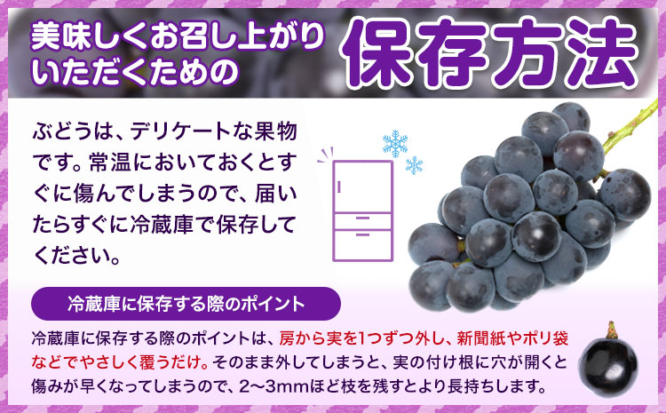 【先行予約】ぶどう ニューピオーネ約600g 1房 株式会社藍《9月上旬-10月下旬頃出荷》 岡山県 浅口市 岡山県産 ぶどう フルーツ 果物 くだもの ピオーネ 送料無料 【配送不可地域あり】