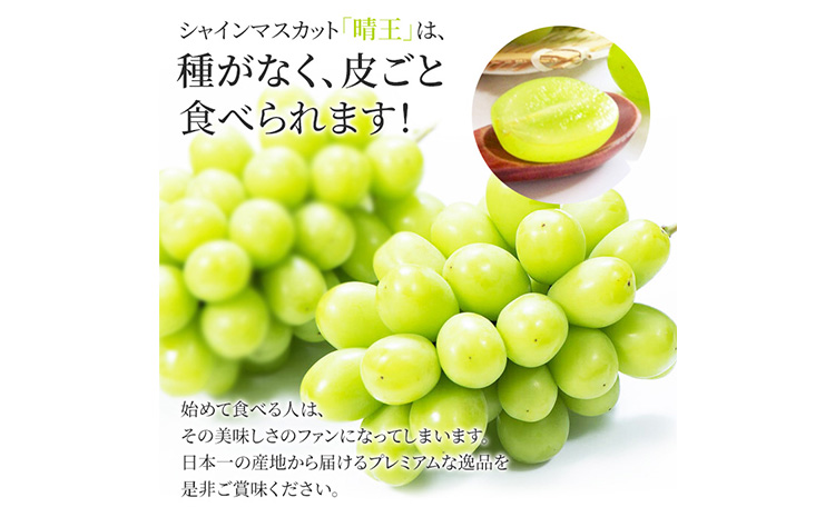 ぶどう シャインマスカット晴王 約2kg 2〜5房程度 橋田商店有限会社《9月中旬-11月中旬頃出荷》 岡山県 浅口市 岡山県産 ぶどう フルーツ 果物 くだもの マスカット 送料無料【配送不可地域あり】（北海道・沖縄・離島）st-p