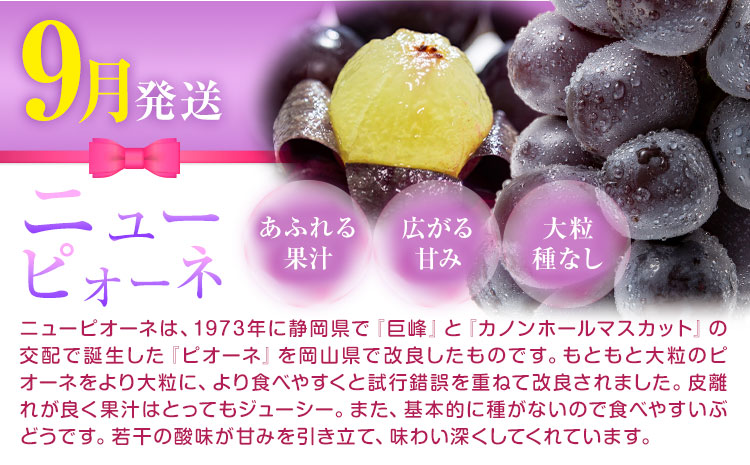 【先行予約】岡山県産 厳選 フルーツ 定期便 2回 白桃 ニューピオーネ 計2.15kg前後 株式会社藍《2026年7月上旬-9月末頃出荷》 岡山県 浅口市 岡山県産 白桃 桃 ニューピオーネ 種無し 旬 フルーツ 果物 くだもの 送料無料 【配送不可地域あり】