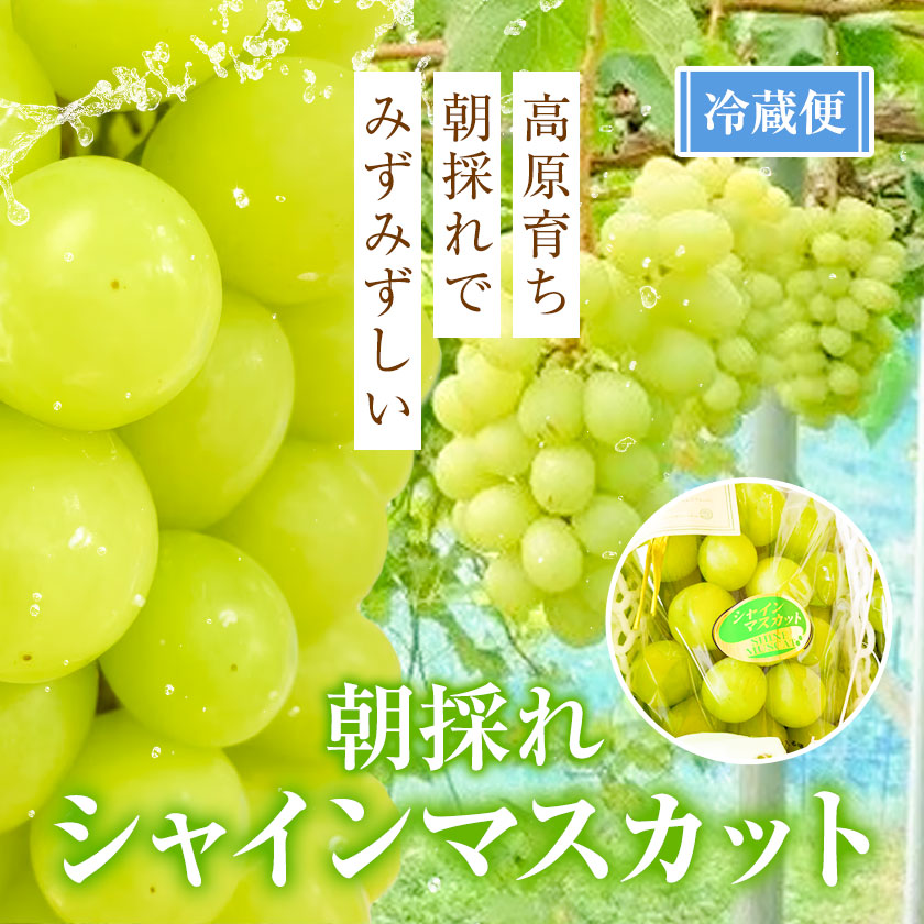 シャインマスカット 約2kg (3-4房)【配送不可地域あり】 ぜきお農園《2024年9月下旬-11月中旬頃出荷》マスカット 送料無料 岡山県 浅口市 シャインマスカット ぶどう フルーツ 果物