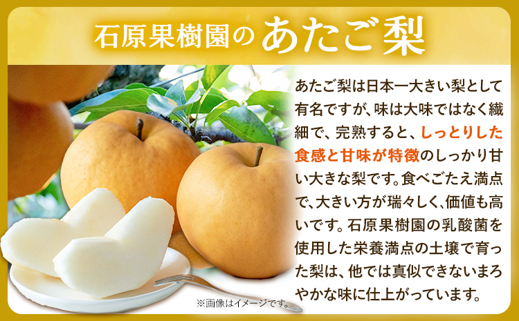 梨 あたご梨 1玉 約1.1kg 贈答箱入り 石原果樹園《2026年11月中旬-12月下旬頃出荷》岡山県 浅口市 フルーツ 果物 ギフト 贈り物 国産 岡山県産 送料無料
