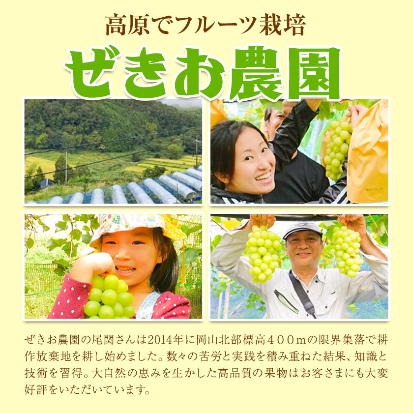 シャインマスカット 約2kg (3-4房)【配送不可地域あり】 ぜきお農園《2024年9月下旬-11月中旬頃出荷》マスカット 送料無料 岡山県 浅口市 シャインマスカット ぶどう フルーツ 果物