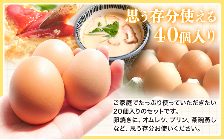 6ヶ月 定期便 卵 たまご 定期便 夢の卵 20個入り x 2セット L/LLサイズ《お申込み月翌月から出荷開始》株式会社めぐみ 岡山県 浅口市 送料無料 大容量 大箱 たっぷり Lサイズ LLサイズa-10