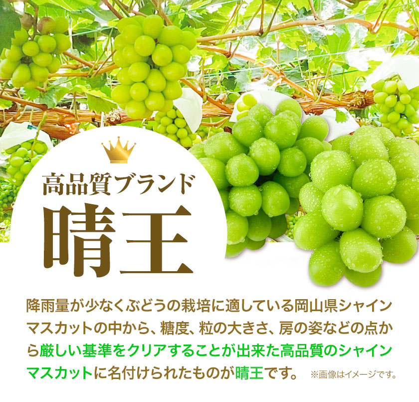 ぶどう [2025年先行予約] シャインマスカット 晴王 2房 1.4kg 岡山県産《9月上旬-11月中旬頃出荷(土日祝除く)》 ハレノフルーツ マスカット 送料無料 岡山県 浅口市 フルーツ 果物 贈り物 ギフト 国産 岡山県産 くだもの 青果物 【配送不可地域あり】