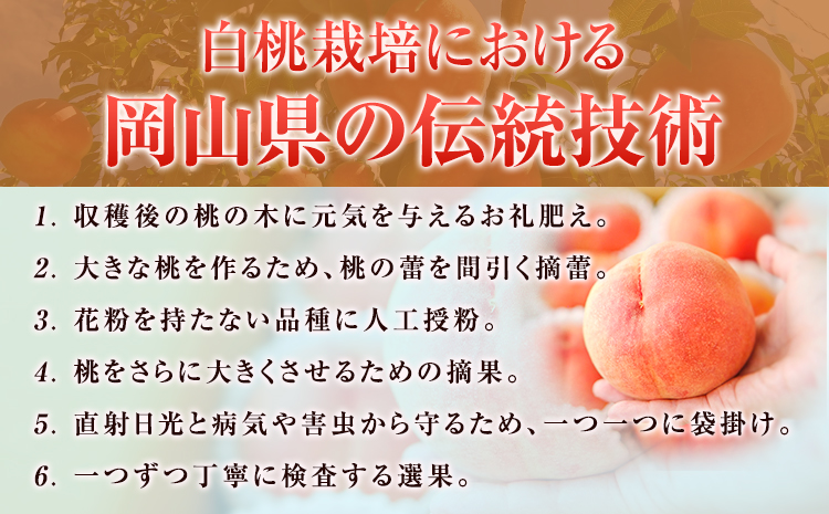 【令和8年度先行予約】訳あり 白桃 桃 1.3kg ハレノフルーツ（犬塚農園） 《2026年6月末-8月中旬頃出荷》岡山県 浅口市 フルーツ モモ 果物 青果 旬 おかやま夢白桃 白麗 白鳳 清水白桃 なつごころ 加納岩白桃 ご家庭用【配送不可地域あり】（北海道・沖縄・離島）